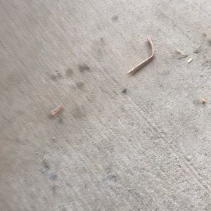 Meet your Posher, Ronny